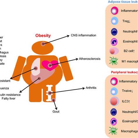 Obesity Associated Diseases And Immune System Metabolic System