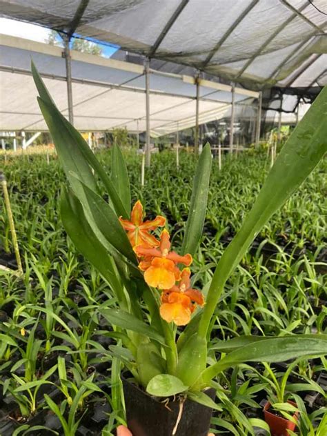 Oncidium Catatante Fragrant Orchid Pacific Sunspots Live Plant