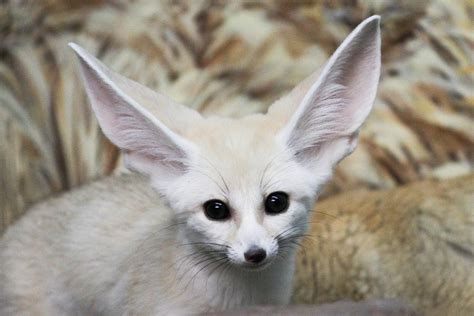 Posetite naslovnu stranicu fox tv i saznajte koje nove serije stižu na fox kanale. Fennec Fox - Cincinnati Zoo & Botanical Garden®