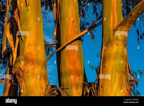 Tasmanian Blue Gum Eucalyptus Globulus In The Glow Of Sunset Near