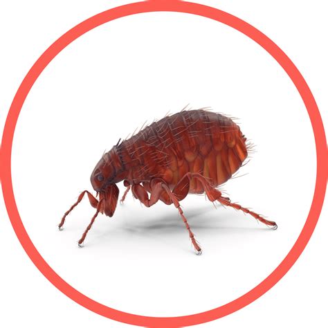 Pest Control Service Mansfield