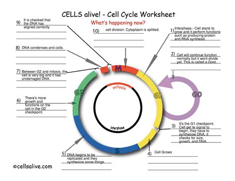 Cell Cycle 1 Biology Course Work It Is Checked That The DNA Has