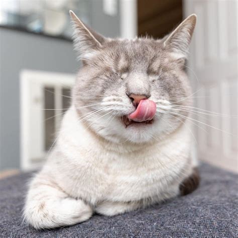 Check out our fromm cat food review with our preferred options from this company, pick one and make your feline healthy and happy. These Two Blind Cats Never Let Their Disability Stop Them ...