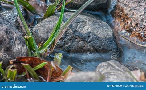 Kanha National Park India The River Flows Through Stones And Grass