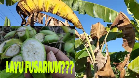 Budidaya Pisang Ciri Pohon Pisang Terkena Penyakit Layu Fusarium Youtube