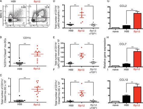 Effective Maturation Of Ccr2 Ly6c Monocytes Into Mo Dcs After Fbp1Δ