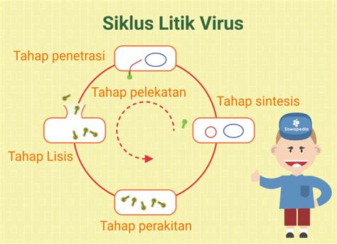Siklus Hidup Virus Siklus Litik Dan Siklus Lisogenik Literasi Biologi