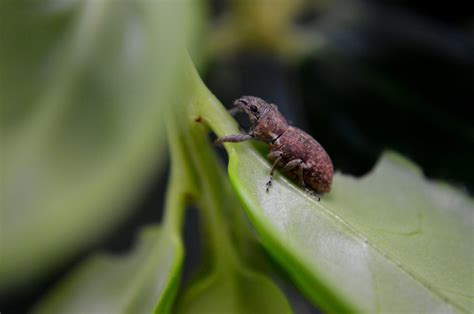 Bean Weevil Is Only 210th Of An Inch Amazing Photo By A Friend On