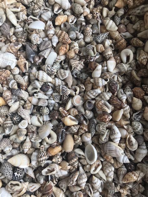 100 Small Seashells Mini Sea Shells Craft Wedding Beach Etsy