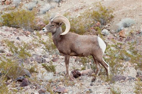 Nevada The Ultimate Bighorn Sheep State Todays Adventure