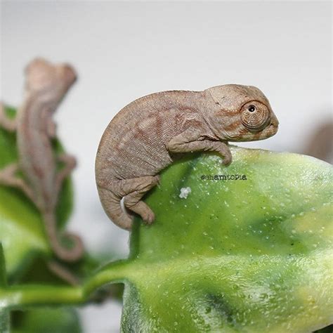 15 Of The Cutest Baby Chameleons Ever Photographed