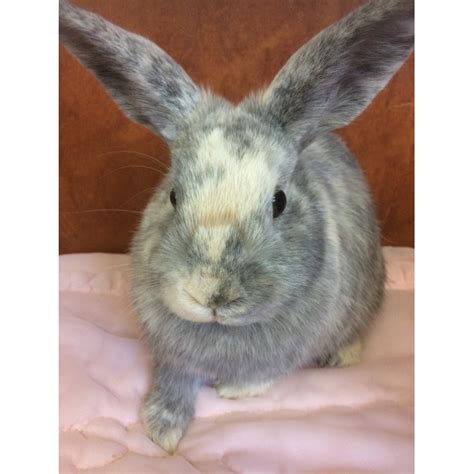 Check spelling or type a new query. Marley - Female Netherland Dwarf Mix Rabbit in VIC - PetRescue