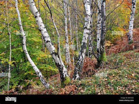 Grove Of Birch Trees And Other Autumn Colours Along A Mountain Stream