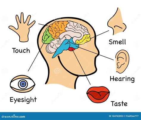 Human Senses Five Infographics Picture Stock Vector Illustration Of