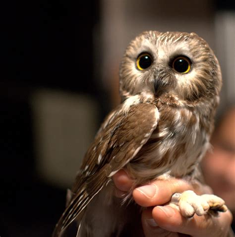30 Images That Prove Owls Are The Cutest Birds On The Planet
