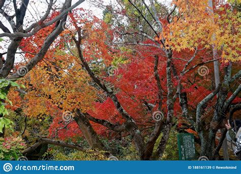 Vibrant Red Maple Tree In Autumn Sunny Day Stock Image Image Of