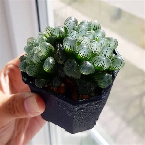 “clear” Succulents With Outstanding Appearances