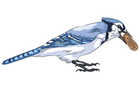 Blue Jay With Peanut Clipart Free Download Transparent Png Creazilla