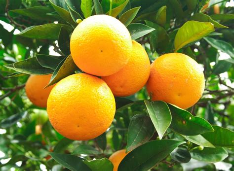 Fruit trees 17 unusual fruits and vegetables for your backyard landscape from surprisingly colored garden veggies to unexpectedly adorable berries, from teensy cucumbers to oversized beans, there are a wealth of unique edible plants you can grow in your backyard landscape. Does All Fruit Grow on Trees? | Wonderopolis