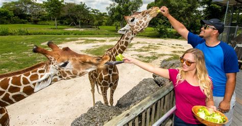 Zoo Miami Ingresso Geral Getyourguide