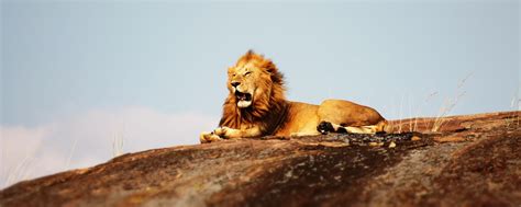 How To Have A Lion King Safari In Africa And See The Animals