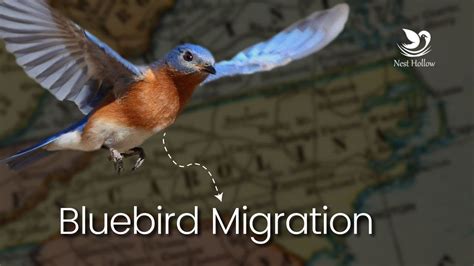 7 Secrets About Eastern Bluebird Migration Youtube