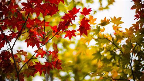 Wallpaper Autumn Maple Leaves Yellow Red Branches Blur 1920x1200 Hd