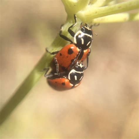 Convergent Ladybug Pair Project Noah