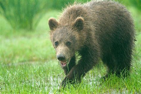 Grizzly Bear Cub Eating Grass In Soggy Meadow Lake Clark National Park