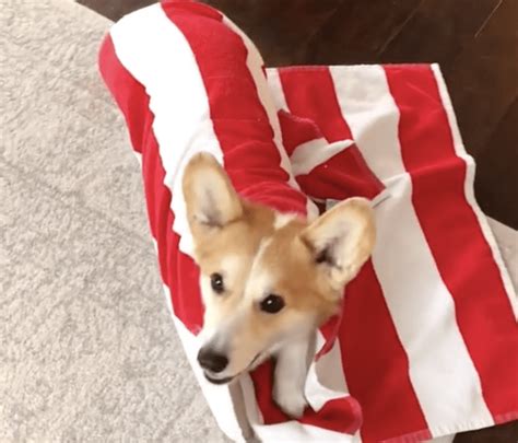 This Corgi Has Learned To Roll Into A Burrito And Youll Smile Watching