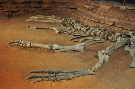 Child Finds 100 Million Year Old Dinosaur Bones Social Student