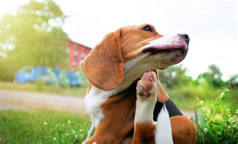 Dog Pruritus Itchy Skin Causes And Treatments Buddydoc