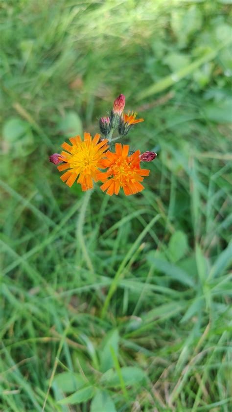 Orange Hawkweed From Culhane Lake State Forest Campground On September At Pm By