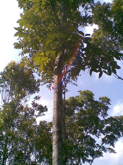 Pohon Mahoni Taksonomi Habitat Budidaya Dan Manfaat L