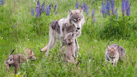 New Wolf Pack Confirmed In California Gohunt