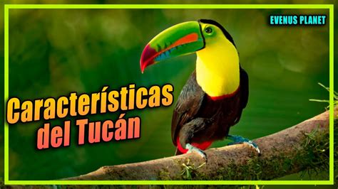 Características Del Tucán Ramphastos Sulfuratus Toucan Youtube