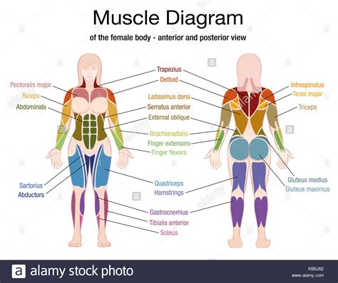 Their main function is contractibility. Female Anatomy Diagram High Resolution Stock Photography and Images - Alamy