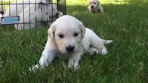 All of the them were female. English Cream Golden Retriever Puppies 4 weeks old - YouTube