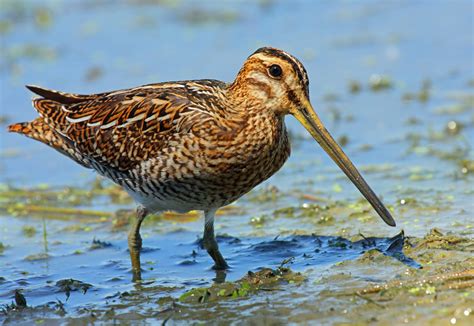 Common Snipe Not Just For Boy Scouts Community Blogs