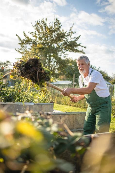 Senior Gardener Gardening In His Garden Stock Photo Image Of Crop