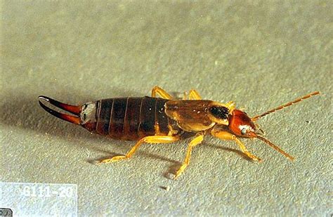 They do not discriminate when it comes to what types of plants they feed on, though they do they are one of the major insect pests in the eastern and midwestern united states, causing monumental damage to crops each year. Cherry-Earwig | Pacific Northwest Pest Management Handbooks