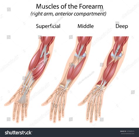 Arm Muscles Diagram Unlabeled Forearm Muscles Dorsal