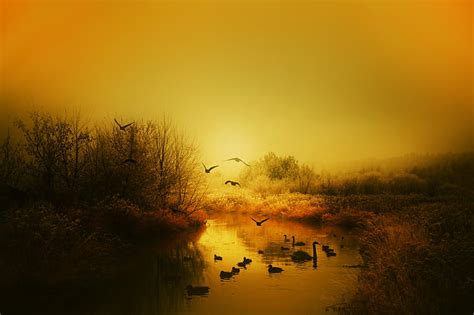 Royalty Free Photo Flock Of Geese On Water During Sunset Pickpik