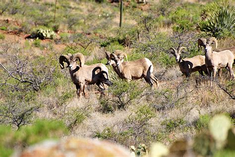 2023 2024 Bighorn Sheep Hunting Forecast New Mexico Wildlife Magazine