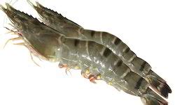 Tiger Prawns Manufacturers Suppliers In India