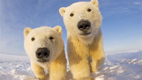 Polar Bear Cubs Wallpaper Animal Wallpapers 27729