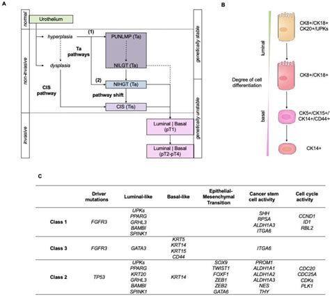 Cancers Free Full Text Proteomics As A Complementary Technique To