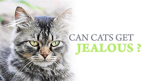 Parvovirus affects normal cell division, and causes damage to the cat's bone marrow and. Can Cats Get Jealous? - Catological
