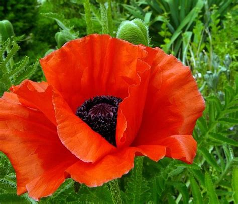 Free Image On Pixabay Poppy Flower Blossom Bloom Red Poppy
