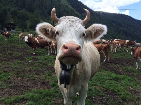 A Day In The Life Of Swiss Cows On The Alpe Blüomat Farm My Swiss Kitchen